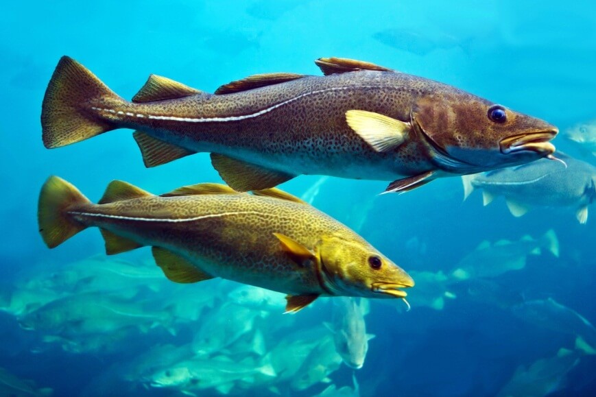 Benarkah Minyak Hati Ikan Kod Bisa Jadi Nutrisi Otak agar Anak Jadi Cerdas Ini Buktinya!